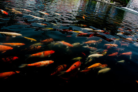 Colorful Koi fish swimming in black pond, Colorful Fancy carp in black pond with Light reflected on the water surface.の写真素材