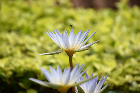 lotus