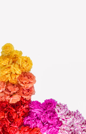 The image of Portulaca oleracea flowers isolated on a white background.の写真素材