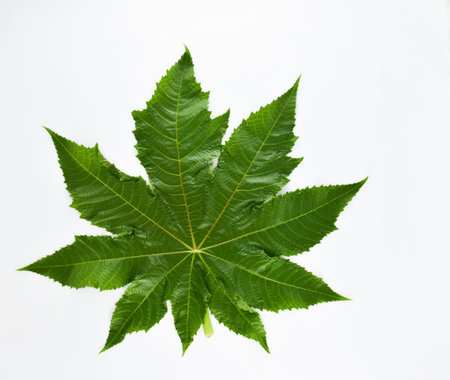 Green leaf isolated on a white background.