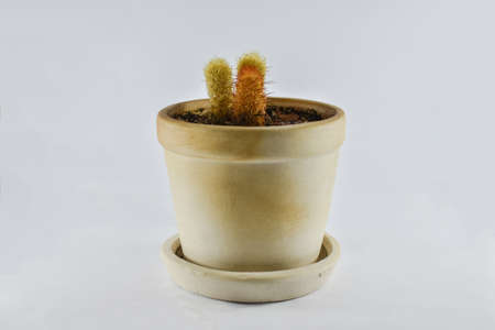 Cactus on a white background.の写真素材