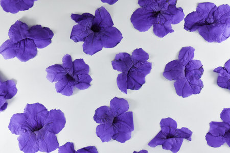 Violet flowers on a white background.