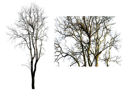The isolated of dead trees on the white background.の写真素材