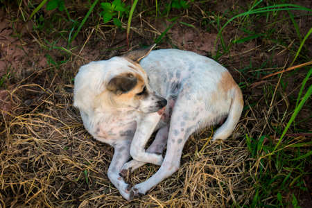 A farmer's dog fed to watch the garden.の写真素材