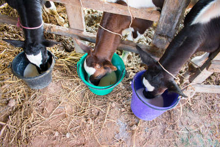 This is a dairy farm in Khon Kaen, Thailand, where it is harvested by farmers.の写真素材