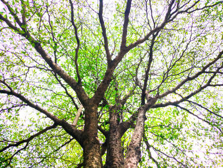 Isolated tree on the white background.の写真素材