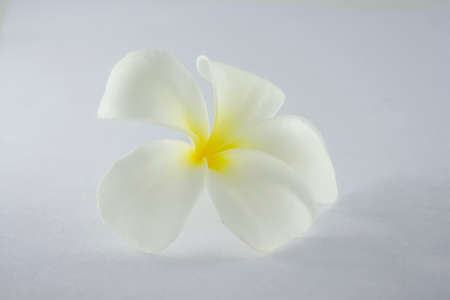 Plumeria flowers isolated on the white background.の写真素材
