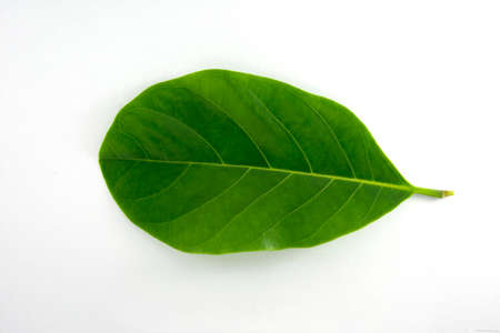 A leaf isolated on a white background.の写真素材
