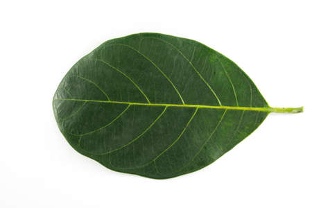 The Isolated of leaf on the white background.の写真素材