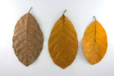 The Isolated of leaf on the white background.