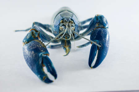 Molt of Crayfish shrimpの写真素材