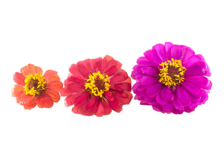 Isolated flowers on the white background.it is a colorful of flowers from Thailandの写真素材