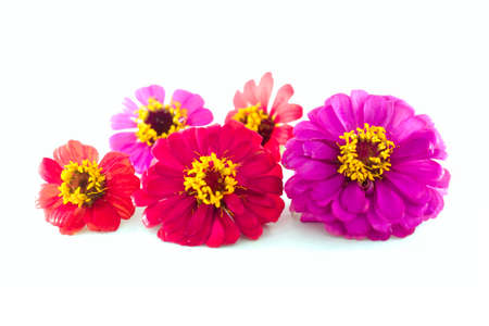 Isolated flowers on the white background.it is a colorful of flowers from Thailandの写真素材