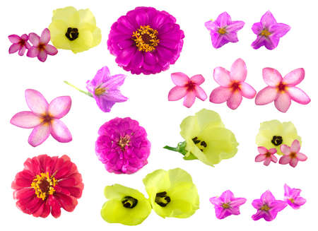 Isolated flowers on the white background.it is a colorful of flowers from Thailandの写真素材