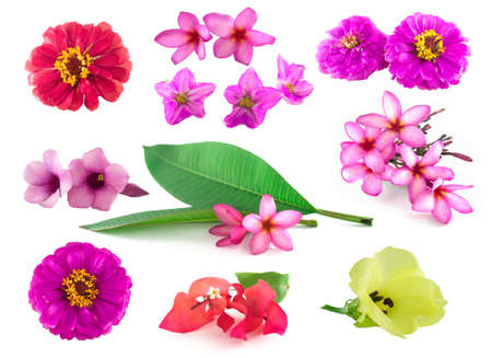Isolated flowers on the white background.it is a colorful of flowers from Thailand.の写真素材