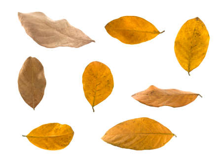 Isolated leaves on the white background.の写真素材