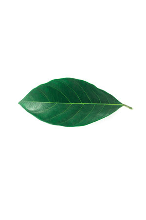 Isolated leaves on the white background.