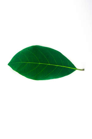 Isolated leaves on the white background.の写真素材
