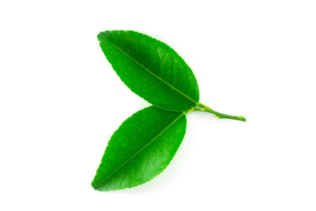 Isolated leaves on the white background.の写真素材