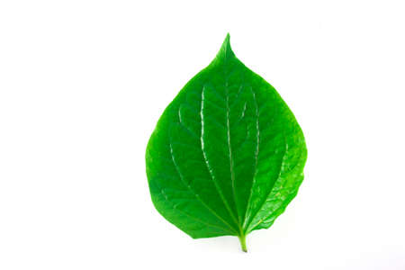 Isolated leaves on the white background.の写真素材