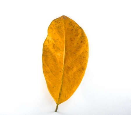 Isolated leaves on the white background.の写真素材