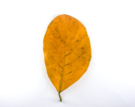 Isolated leaves on the white background.の写真素材