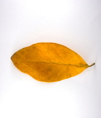 Isolated leaves on the white background.