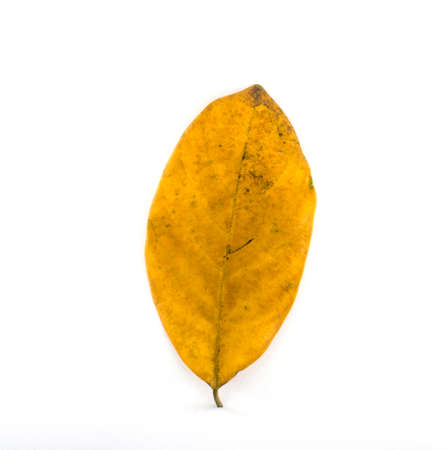 Isolated leaves on the white background.の写真素材