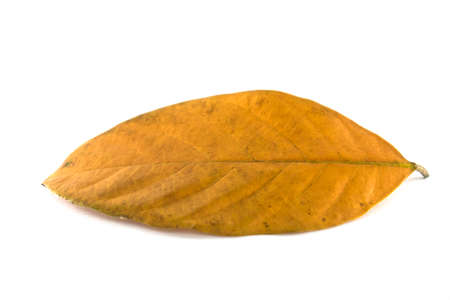 Isolated leaves on the white background.の写真素材