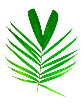 Isolated leaves on the white background.の写真素材