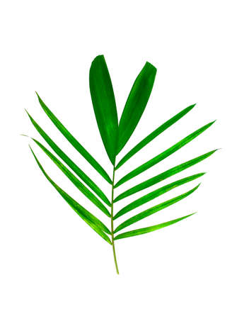 Isolated leaves on the white background.の写真素材
