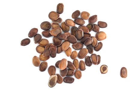 Seeds isolated on the white background.