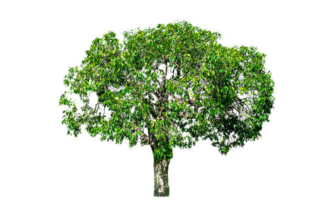 Isolated trees on the white background.