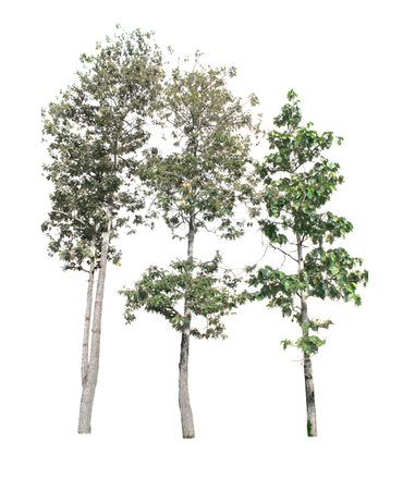 The Isolated Trees on the white background.の写真素材