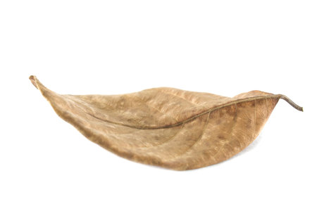 Isolated Leaves on the white background.