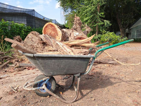The tree is cut into pieces on the ground.のeditorial素材