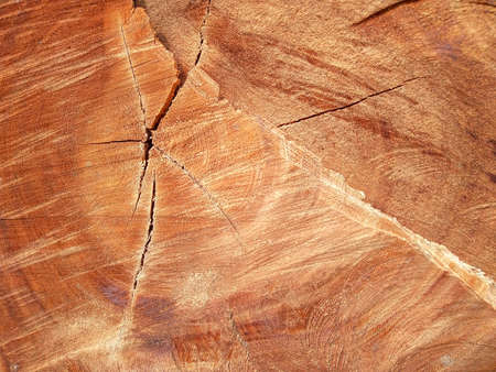 The tree is cut into pieces on the ground.の写真素材
