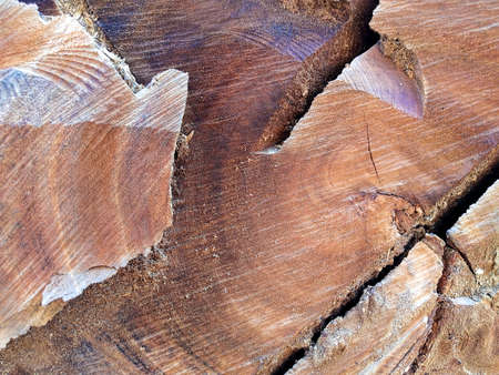 The tree is cut into pieces on the ground.の写真素材