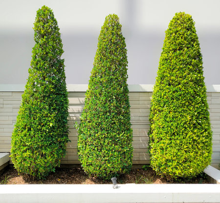 Isolated tree on the white background.の写真素材