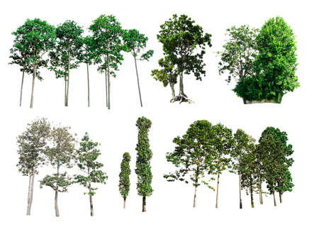 Isolated trees on the white background.の写真素材
