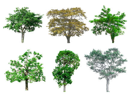 Isolated trees on the white background.の写真素材