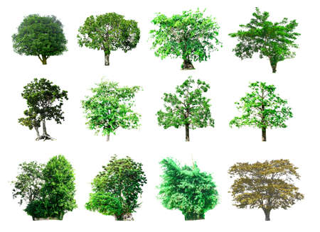 Isolated trees on the white background.の写真素材