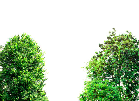 Isolated trees on the white background.