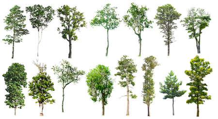 Isolated trees on the white background.の写真素材