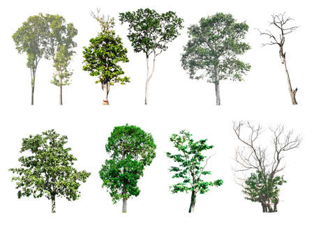 Isolated trees on the white background.の写真素材