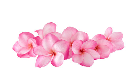 Isolated plumeria flowers on the white background.の写真素材