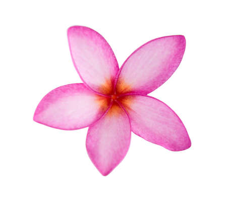 Isolated plumeria on the white background with clipping path.の写真素材