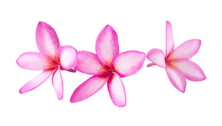 Isolated plumeria on the white background with clipping path.の写真素材
