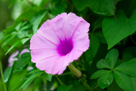 Morning Glory flowers in the garden.