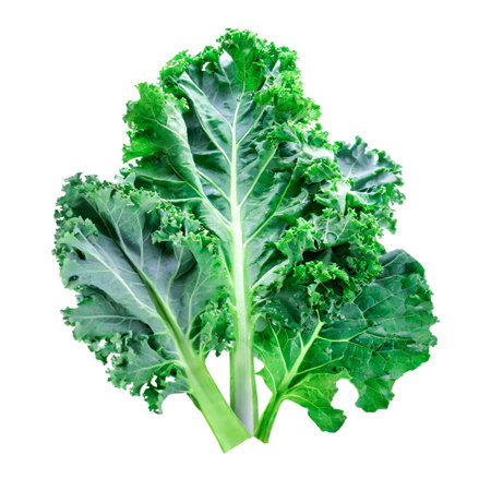 kale isolated on white background, green leaves creative food concept , Fresh green leaves of Kale. Green vegetable leaves isolatedの素材